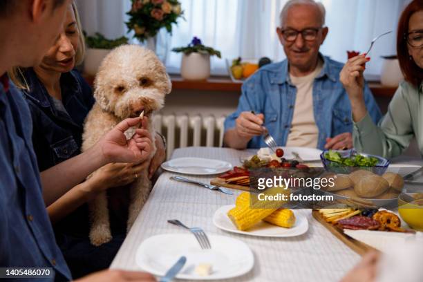 man feeding his dog some cheese during family dinner - thanksgiving dog stock pictures, royalty-free photos & images