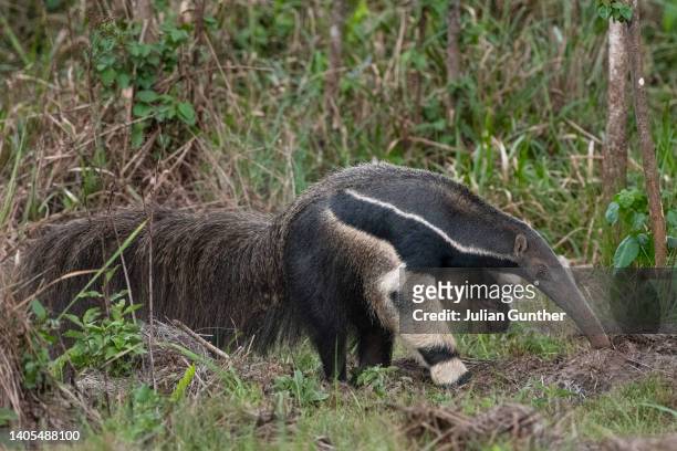 a giant anteater claws it’s way into an ant colony in the brazilian pantanal - anteater stock pictures, royalty-free photos & images