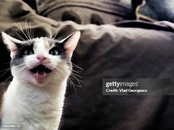 meow - cat laughing stock pictures, royalty-free photos & images