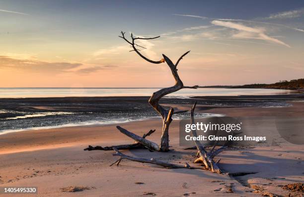 driftwood - driftwood stock pictures, royalty-free photos & images