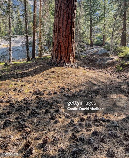 jeffrey pine tree and surrounding cones and needles - pinus jeffreyi stock pictures, royalty-free photos & images