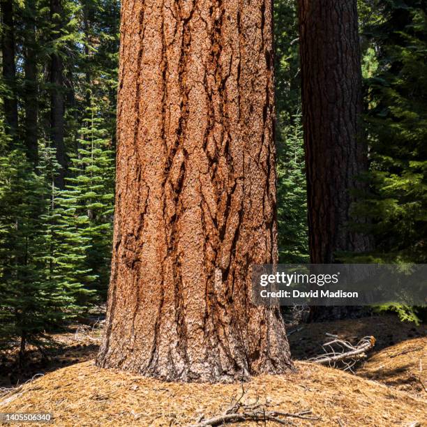 jeffrey pine tree - pinus jeffreyi stock pictures, royalty-free photos & images