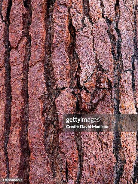 close-up view of the bark of a jeffrey pine tree - pinus jeffreyi stock pictures, royalty-free photos & images