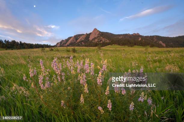 chautauqua park in boulder, colorado - flower moon stock pictures, royalty-free photos & images