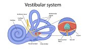 vestibular system. the inner ear and its relation to balance and balance. human biology