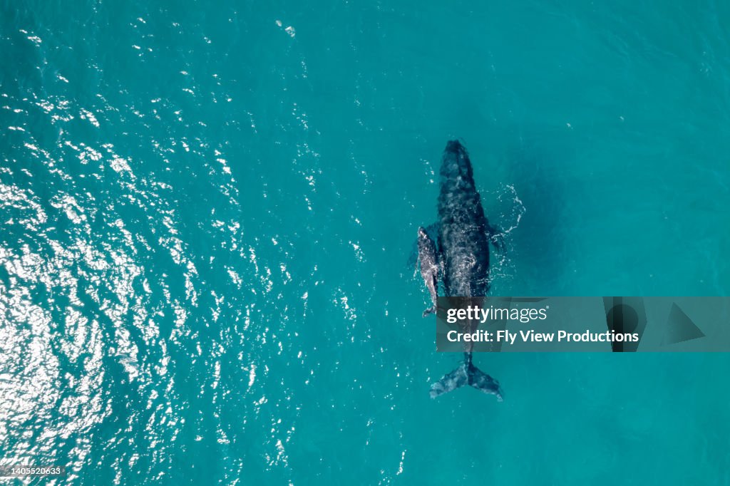 Humpback whale and her calf swimming in the ocean