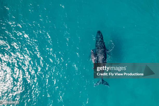 humpback whale and her calf swimming in the ocean - hawaii islands overhead stock pictures, royalty-free photos & images