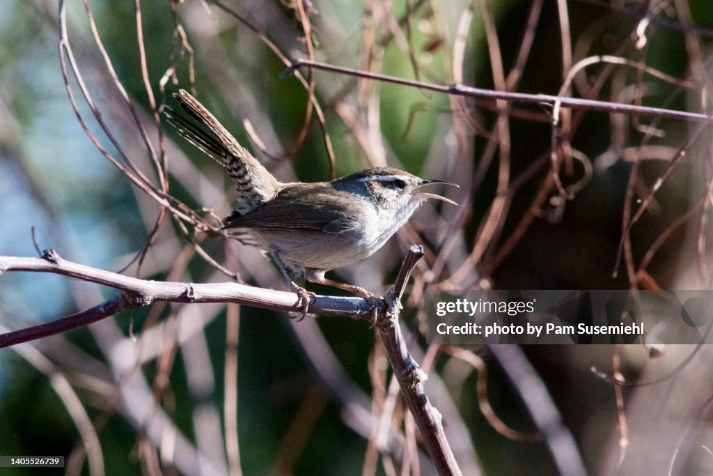 Close-Up of a Bewick's Wren Singing While Perched on a Bare Branch in Winter