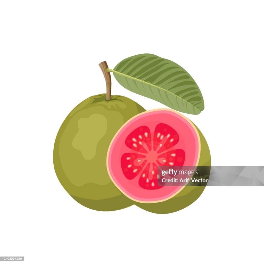 Guava Vector High Resolution Vector Illustration Tropical Fruit Guava Whole Fruit And Halved ...