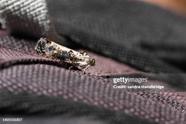 a tiny hedya salicella moth ,  tortricidae, resting on a persons shoulder. - moth - fotografias e filmes do acervo