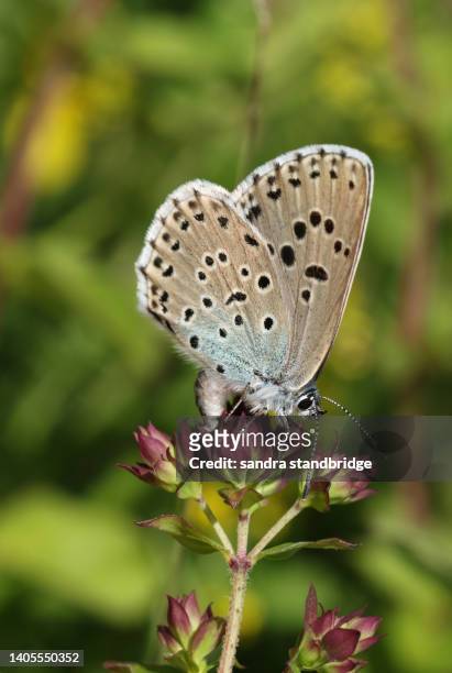 a rare large blue butterfly, phengaris arion, laying an egg on marjoram flowers in a meadow. - laying egg stock pictures, royalty-free photos & images