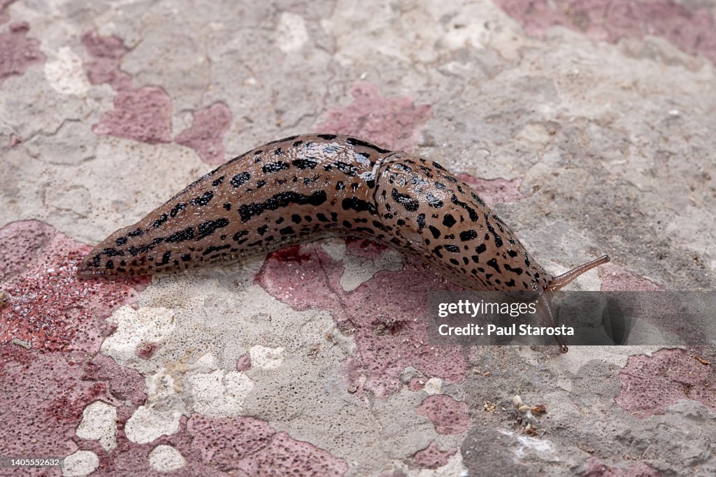 Limax maximus (great grey slug, leopard slug, spotted garden slug)