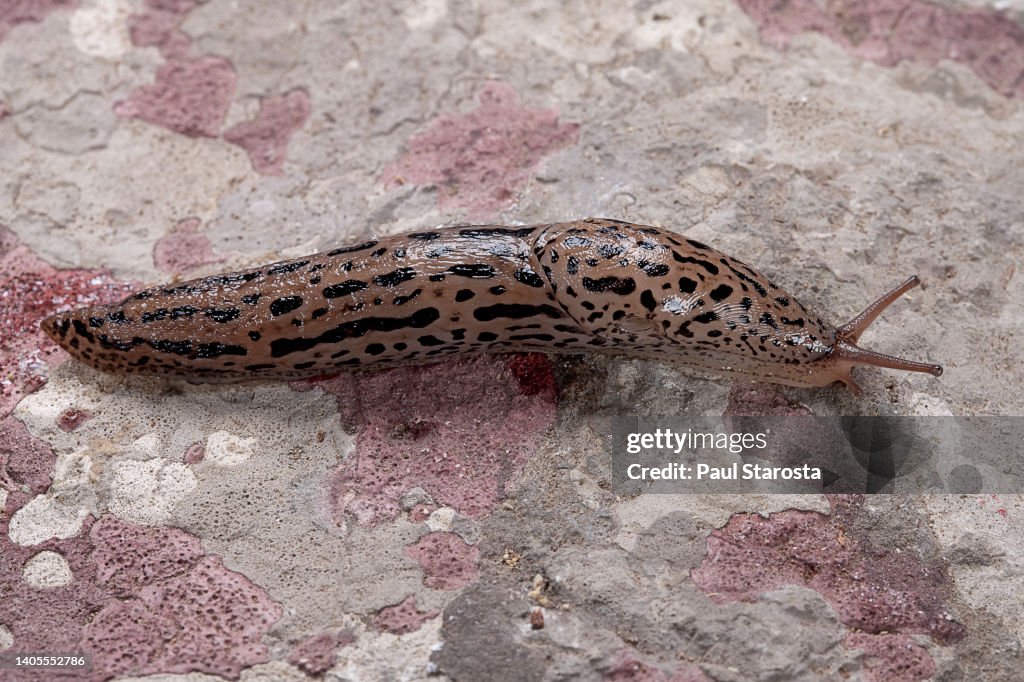 Limax maximus (great grey slug, leopard slug, spotted garden slug)