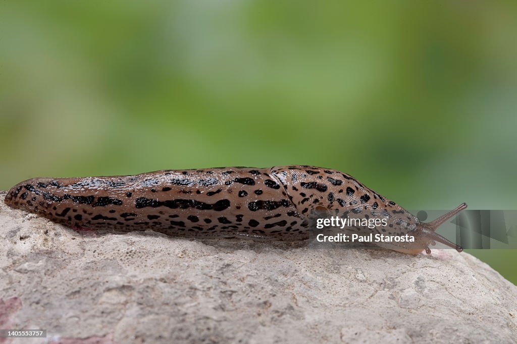 Limax maximus (great grey slug, leopard slug, spotted garden slug)