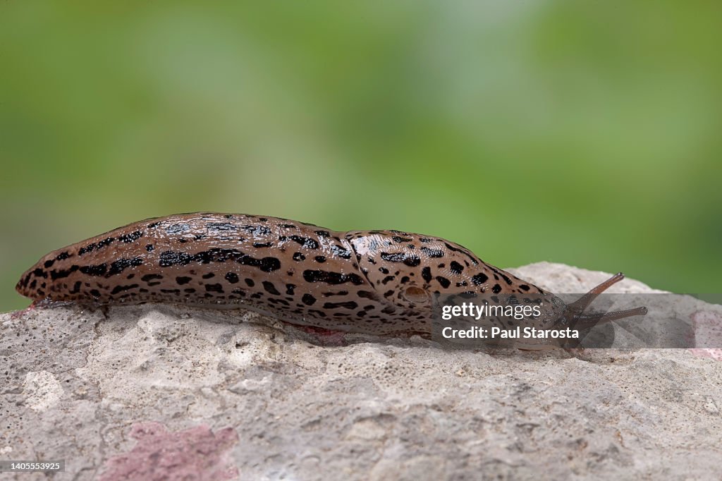 Limax maximus (great grey slug, leopard slug, spotted garden slug)