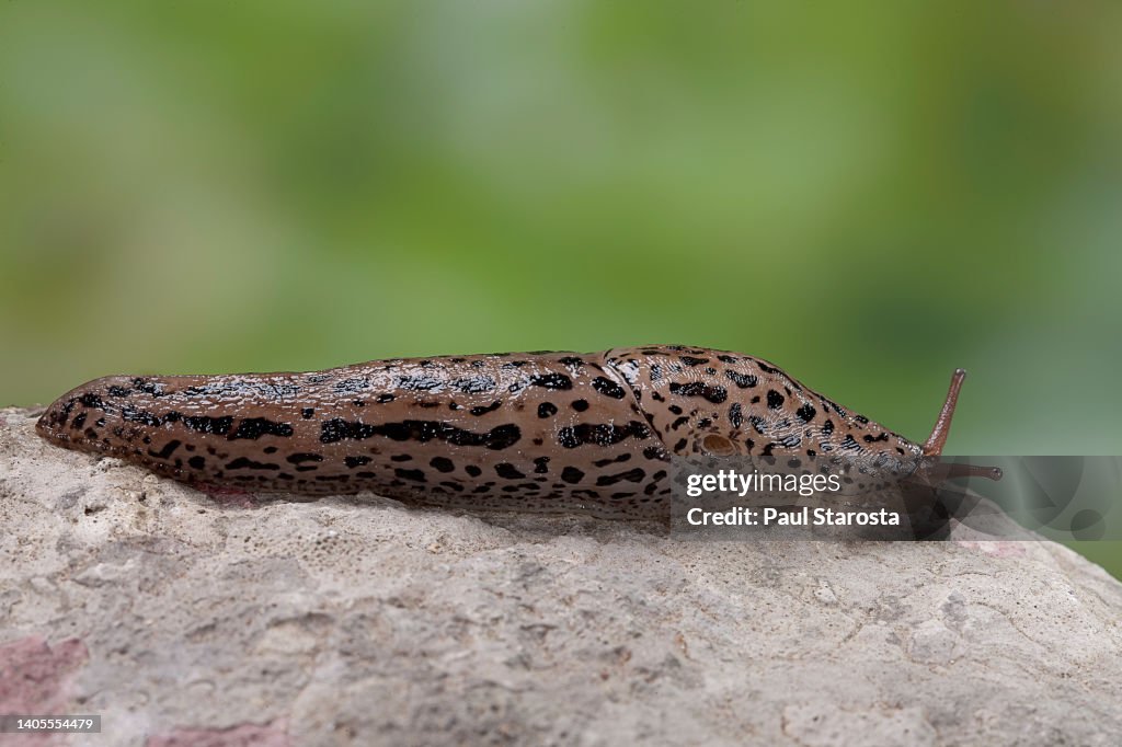 Limax maximus (great grey slug, leopard slug, spotted garden slug)