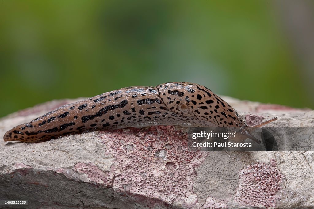Limax maximus (great grey slug, leopard slug, spotted garden slug)