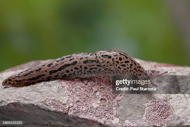 Limax Maximus High-Res Stock Photo