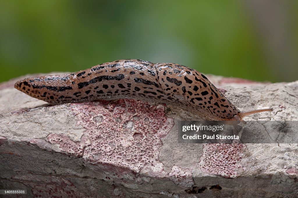 Limax maximus (great grey slug, leopard slug, spotted garden slug)