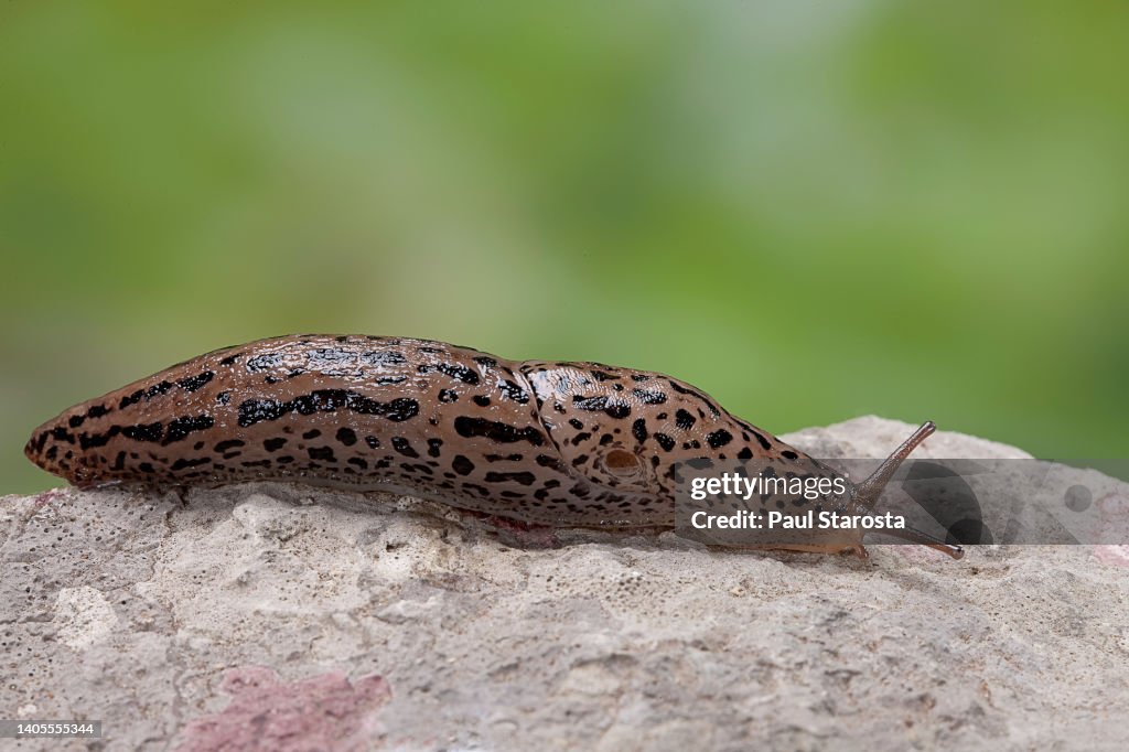 Limax maximus (great grey slug, leopard slug, spotted garden slug)