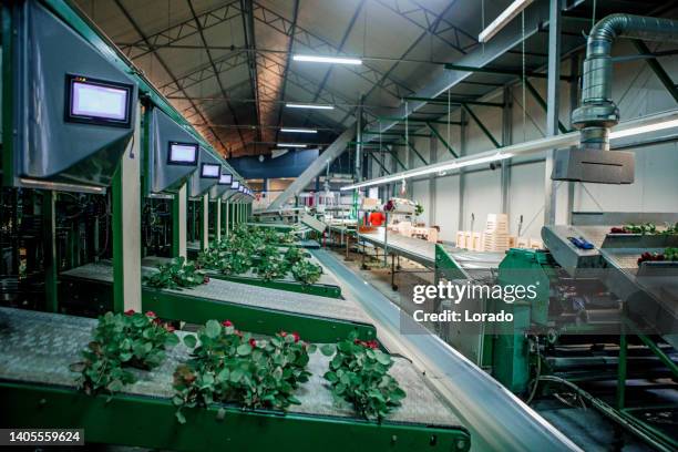 Red Roses Factory 15,699 Dutch Rose Stock Photos, High-Res Pictures, and Images - Getty ...