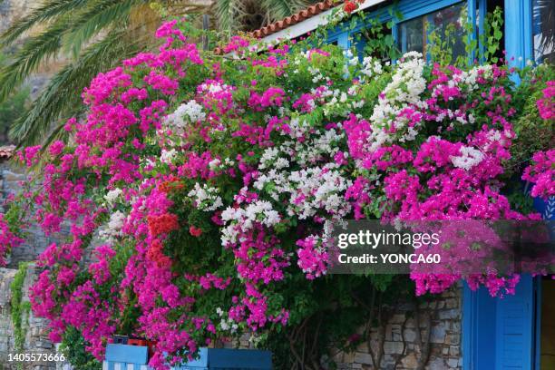 bougainvillea flowers - bougainvillea stock pictures, royalty-free photos & images