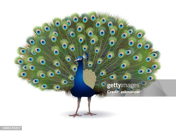 bildbanksillustrationer, clip art samt tecknat material och ikoner med peacock - påfågel