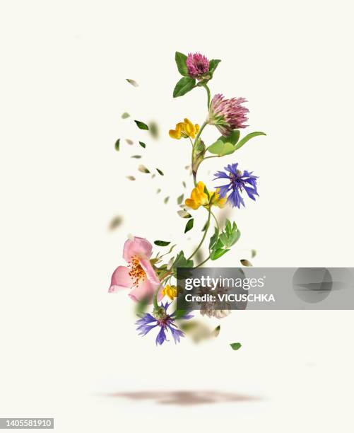flying wild flowers with colorful petals at white background - cabeza de flor fotografías e imágenes de stock