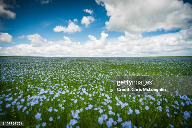 flax fields in normandy - 1944 stock pictures, royalty-free photos & images