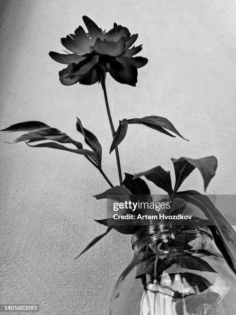 black rose flower stands on white wall background. minimalistic image style - black rose fotografías e imágenes de stock