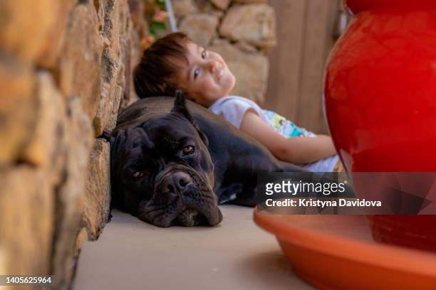 little boy and his dog - cane corso stock pictures, royalty-free photos & images