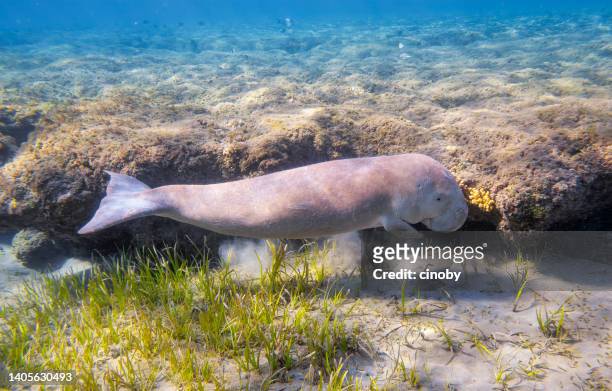 sirenia kalb / dugong baby im roten meer - marsa alam - ägypten - manatee stock-fotos und bilder