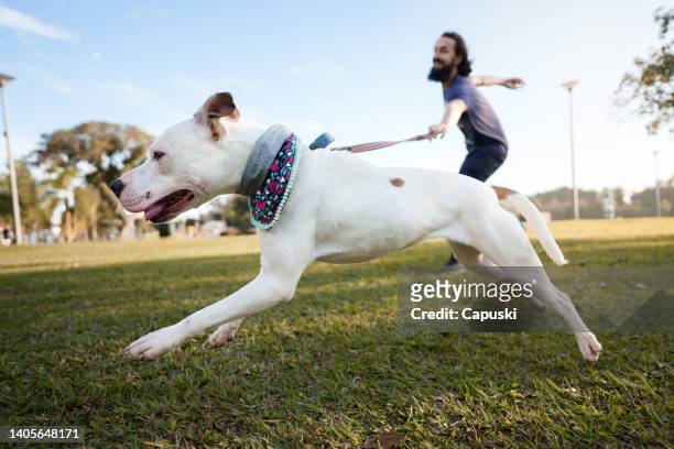 dog running at the park and pulling its owner - arrastar imagens e fotografias de stock