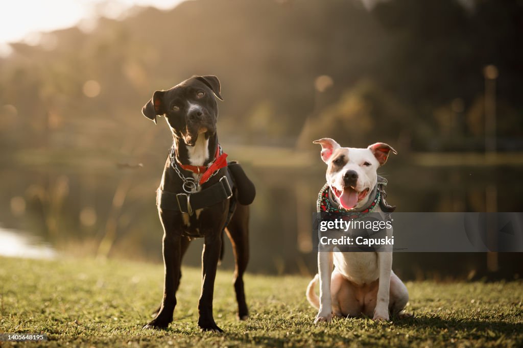 Zwei Pitbulls stehen zusammen im Park