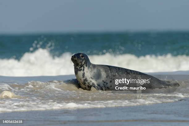 graue dichtung (halichoerus grypus) - kegelrobbe stock-fotos und bilder