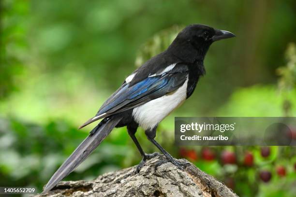 european magpie (pica pica) - magpie stock pictures, royalty-free photos & images