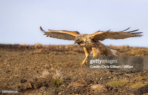 close-up of eagle flying over field,falkland islands - falkland islands bildbanksfoton och bilder