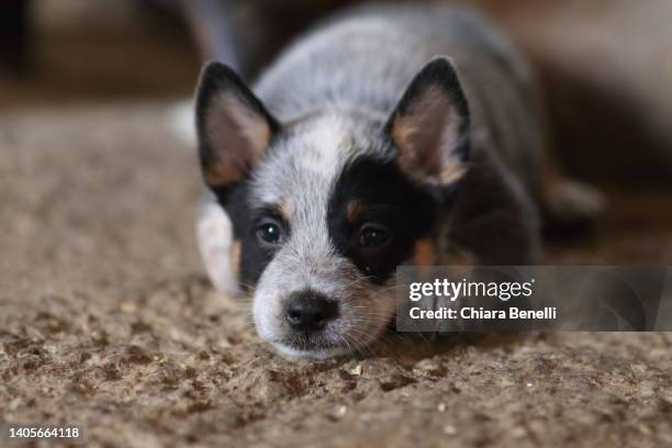 australian cattle dog puppies - australian cattle dog stockfoto's en -beelden