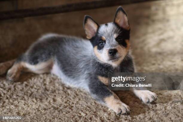 australian cattle dog puppies - australian cattle dog stockfoto's en -beelden