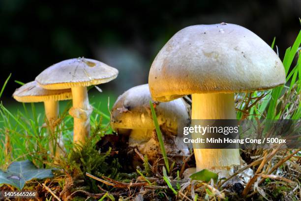the most dangerous mushroom amanita phalloides amanite phalloide - amanite photos et images de collection