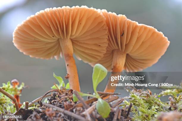marasmius oreades marasme des orades fairy ring mushroom edible mushroom - marasmius stock pictures, royalty-free photos & images