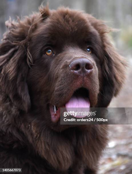 chocolate brown newfoundland dog with a pink tongue - newfoundland dog stock pictures, royalty-free photos & images