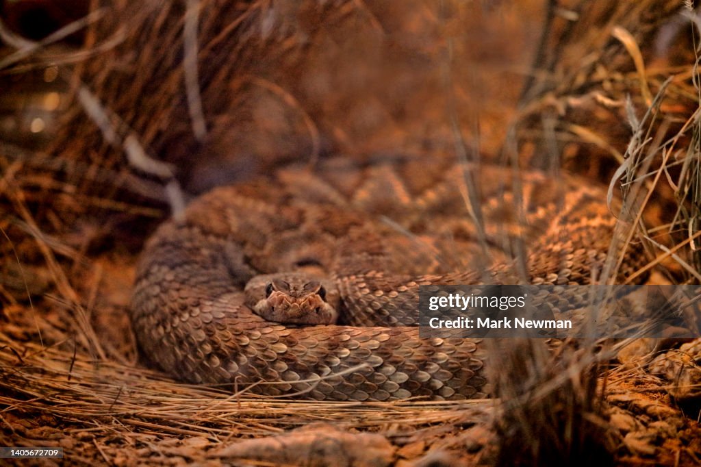 Mojave Rattlesnake