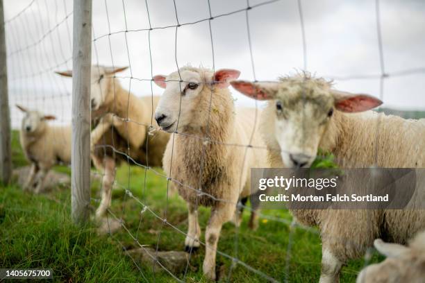 a flock of sheep grazing by the fence - farm norway stock pictures, royalty-free photos & images