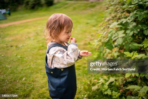 baby girl picking berries in aksdal, norway - bush baby fotografías e imágenes de stock