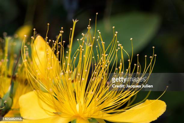 yellow pistils flower - aaron's beard - stamen fotografías e imágenes de stock