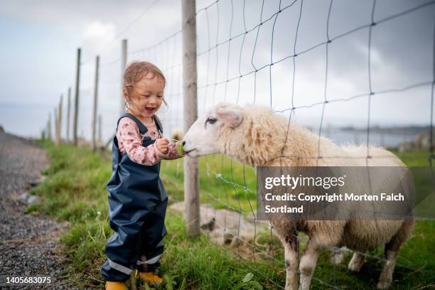 child encounters sheep in sandve, norway - farm norway stock pictures, royalty-free photos & images