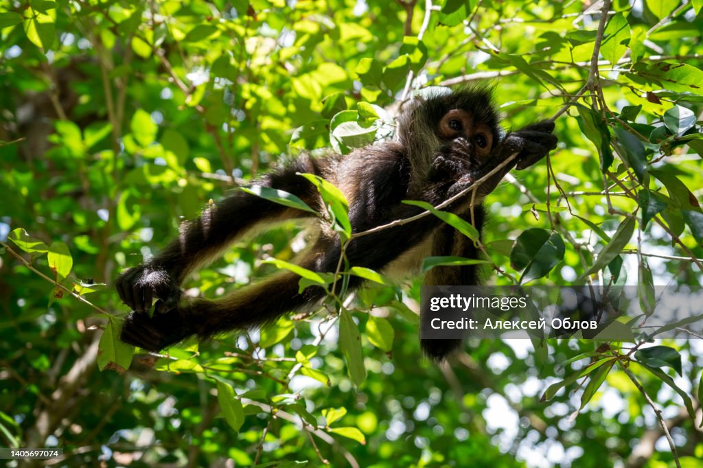 Close up view of a magnificent Monkey on tree
