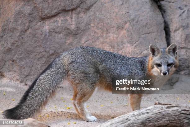 gray fox - raposa cinza - fotografias e filmes do acervo