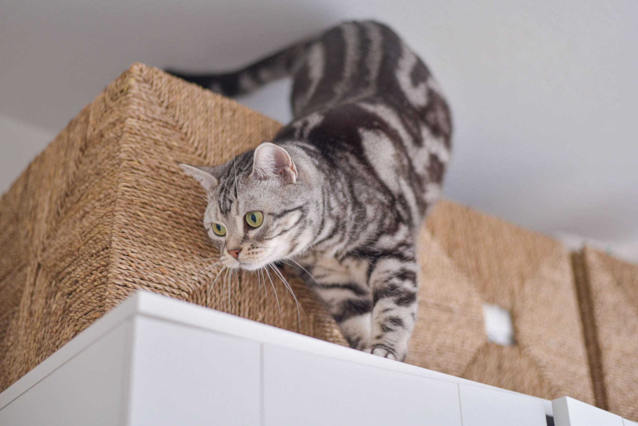 Cat exploring over the closet Cat exploring over the closet